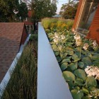 Plants On Euclid Attractive Plants On Water Outside Euclid Avenue House Beside Wooden Striped Wall With Wooden Glass Windows Decoration Amazing House Plant Decor With A Modern Taste In Urban Residence