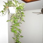 Indoor Money White Fresh Indoor Money Plant With White Pot And Hanged On Wooden Ceiling Enliven The Spacious Living Room Decoration Refreshing Indoor Plants Decoration For Stylish Interior Displays