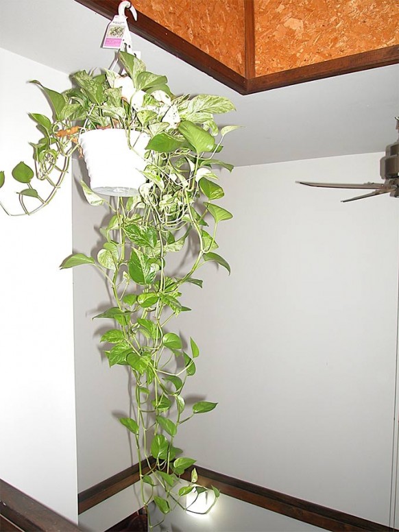 Indoor Money White Fresh Indoor Money Plant With White Pot And Hanged On Wooden Ceiling Enliven The Spacious Living Room Decoration  Refreshing Indoor Plants Decoration For Stylish Interior Displays