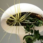 Golly Pods Design Gorgeous Golly Pods With Funky Design Which Beautifully Displays Thorny Plants Equipped With Fertilizer And Soil Decoration Refreshing Indoor Plants Decoration For Stylish Interior Displays
