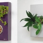 Flower With On Greenish Flower With Mini Pots On Minimalist Box Combined With Vine Plants For Hanging Wall Arts Decoration Refreshing Indoor Plants Decoration For Stylish Interior Displays