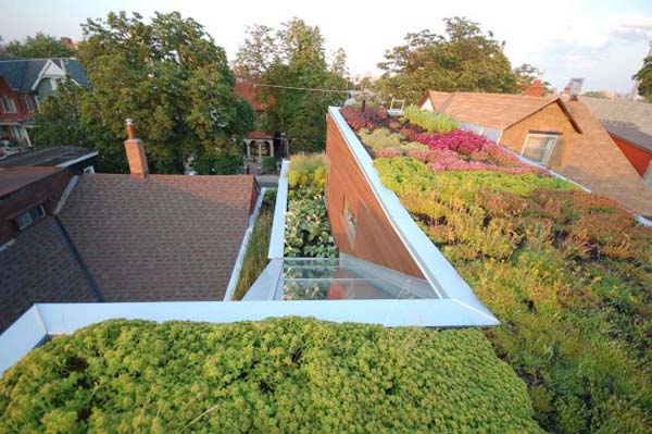 Roof Of House Uncommon Roof Of Euclid Avenue House Displaying Assorted Plants Such Flower And Grass On It Surrounding Stone Wall Interior Design Amazing House Plant Decor With A Modern Taste In Urban Residence