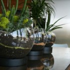 Terrarium Collection Potts Fresh Terrarium Collection With Circle Potts Feat Green Planters That Make Stylish The Interior Design Garden Fresh Indoor Gardening Ideas For Family Room And Private Rooms