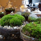 Twig Terrarium Color Nice Twig Terrarium In Green Color Feat Stones That Glass Potts Showing Good In The Decoration Garden Fresh Indoor Gardening Ideas For Family Room And Private Rooms
