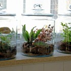 Positionterrarium Garden Glass Smart Position Terrarium Garden Design With Glass Potts Feat Kind Of Plants Which Are Accompany The Interior Design Garden Fresh Indoor Gardening Ideas For Family Room And Private Rooms