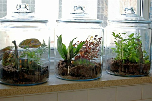 Positionterrarium Garden Glass Smart Position Terrarium Garden Design With Glass Potts Feat Kind Of Plants Which Are Accompany The Interior Design Garden  Fresh Indoor Gardening Ideas For Family Room And Private Rooms