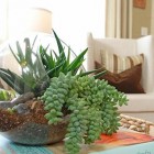 Terrarium Collection Table Stunning Terrarium Collection On The Table Feat Book In The Living Sofas That Make Fresh Atmosphere Garden Fresh Indoor Gardening Ideas For Family Room And Private Rooms
