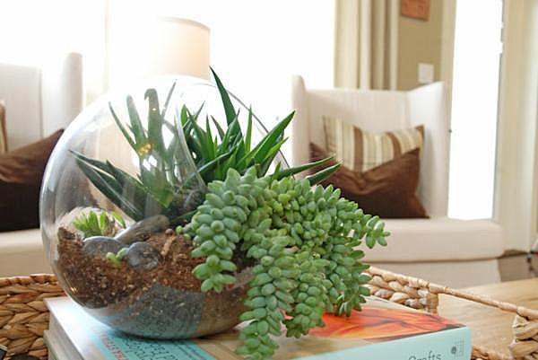 Terrarium Collection Table Stunning Terrarium Collection On The Table Feat Book In The Living Sofas That Make Fresh Atmosphere Garden Fresh Indoor Gardening Ideas For Family Room And Private Rooms