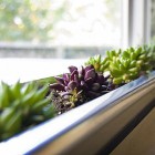 Modern Succluent Beside Unique Modern Succulent Window Box Planter Beside Glass Windows That Completed The Interior Design Ideas Garden Fresh Indoor Gardening Ideas For Family Room And Private Rooms (+18 New Images)