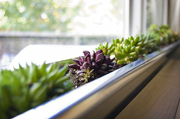 Modern Succluent Beside Unique Modern Succulent Window Box Planter Beside Glass Windows That Completed The Interior Design Ideas Dream Homes Fresh Indoor Gardening Ideas For Family Room And Private Rooms