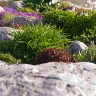 Rock Garden With Amusing Rock Garden Plants Area With Stones Accompany The Area That Kind Of Planters Add Nice The Decoration Garden 17 Amazing Garden Design Ideas With Rocks And Stones Appearance