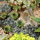 Modern Rock With Awesome Modern Rock Garden Design With Aloe Vera And Kind Of Planters Which Giving Fresh The Building Area Garden 17 Amazing Garden Design Ideas With Rocks And Stones Appearance