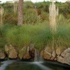 Grasses Mixed Displayed Relaxing Grasses Mixed With Rocks Displayed Along The Edge Of This Is Not A Framed Garden Pond With Waterfall Dream Homes Elegant Home Covered By Infinity Swimming Pool And Natural Garden View